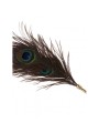 Pawie Piórko Dona Peacock Tickler Taboom